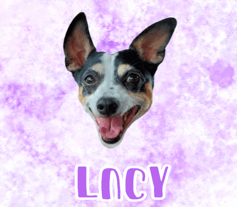 Dog Lucy GIF