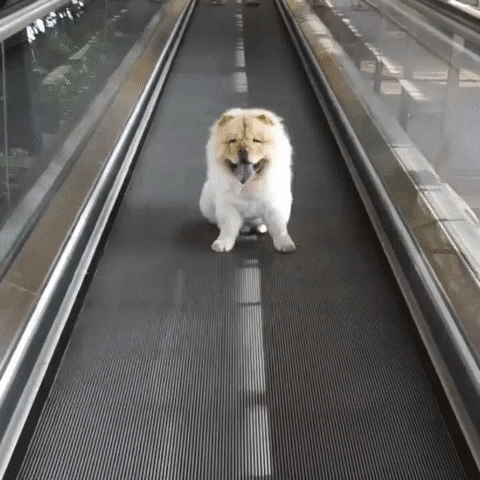 dog moving walkway GIF