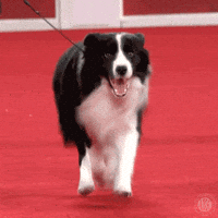 Happy Dog Show GIF by American Kennel Club