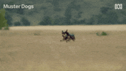 Border Collie Dogs GIF by ABC TV + IVIEW