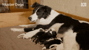 Border Collie Dogs GIF by ABC TV + IVIEW
