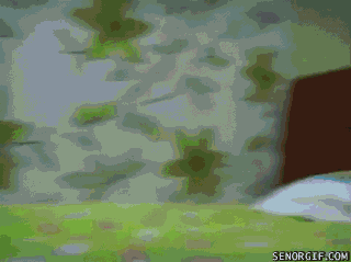 Dogs Funny Dog GIF