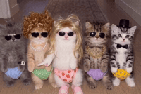 Cats Dancing GIF