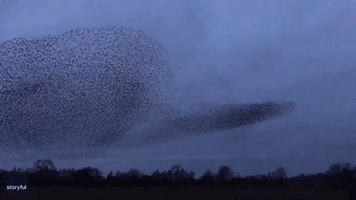 Huge Flock of Starlings Fly in Captivating Murmuration