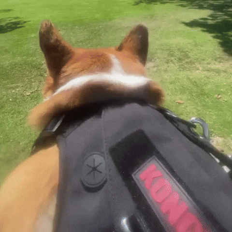 Corgi GIF
