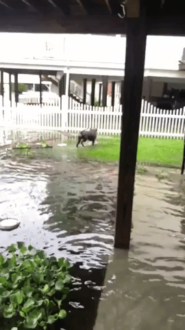 Excited Dog Splashes Through Flooding as Tropical Storm Cristobal Hits New Orleans