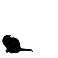 Black Cat Sticker