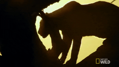 nat geo wild GIF by Savage Kingdom