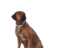 Dogs Yes Sticker by Juanma Salazar