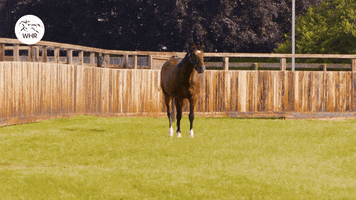 Frankel Horse GIF by World Horse Racing