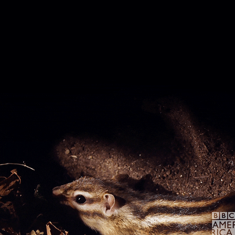 Bbc Earth Wildlife GIF by BBC America