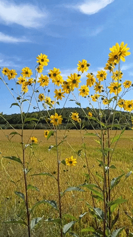 Simongip giphygifmaker GIF