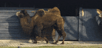 GIF by Planckendael