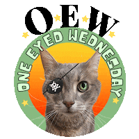 One Eyed Cat Sticker