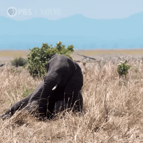Pbs Nature Sleep GIF by Nature on PBS