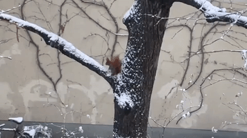 Fluffy Squirrel Scales Berlin Tree as City Dusted With Snow