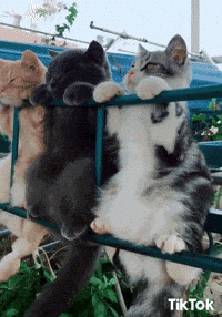 Cat GIF