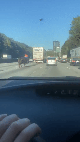 Cow Causing Traffic Chaos Corralled Off Georgia Interstate