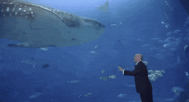 i love you GIF by Shark Week