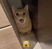Shocked Cat GIF