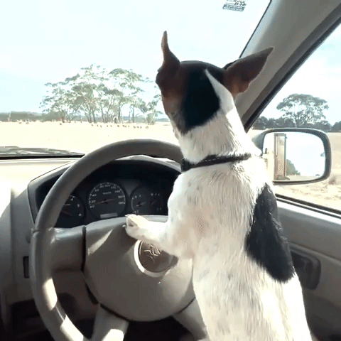 'Driving' Dog Learns New Trick