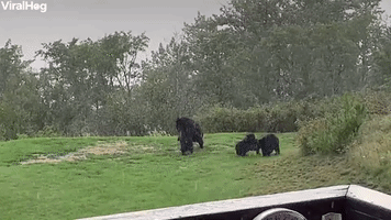 Cute Bear Cubs Wrestle in the Rain