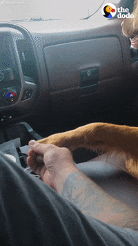 Dog GIF by The Dodo