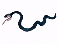 Snako GIF by Kunstkwartier