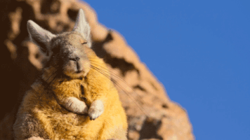 Video gif. Sleepy viscacha nods off while sitting up, breathing slowly and peacefully.