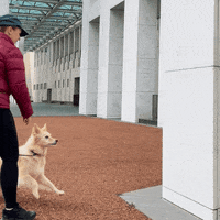 Love Dogs Summer GIF by puppytales