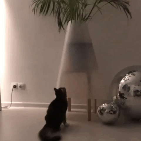 rrrrrrrmedia giphyupload cat plant lets do it GIF