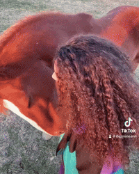 dezmineann black horse silly country GIF