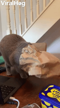 Kitty Steps off Table After Getting Head Stuck in Paper Bag