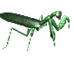 animations bug STICKER