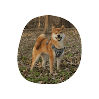 aennimoon dog shiba happy dog shibainu Sticker