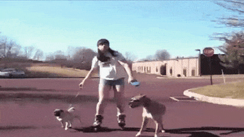 dogs rollerblading GIF by The Ed Bassmaster Show