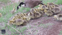 Gaggle of Goslings Disappears for Nap Under Adult Goose's Wings