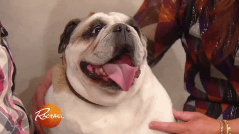 Dog Puppy GIF by Rachael Ray Show