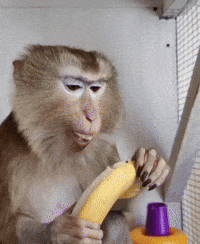 Monkey Lola GIF