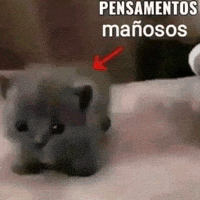 Luis5Spsplit GIF