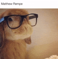 Matthew Bunny GIF