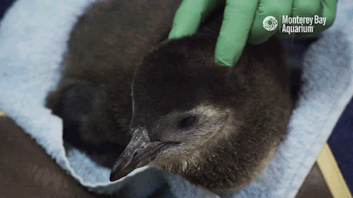 African Penguin Baby GIF by Monterey Bay Aquarium