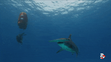 Cheers Tea GIF by Shark Week