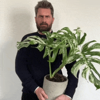 mr_plantgeek frown monstera houseplant michael perry GIF