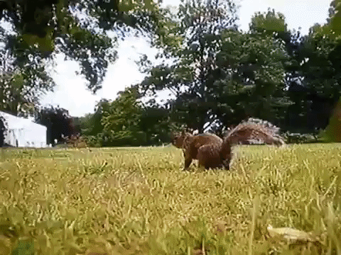 bake off squirrel GIF
