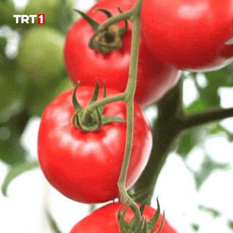 Shame Eat GIF by TRT