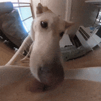 Jindo GIF