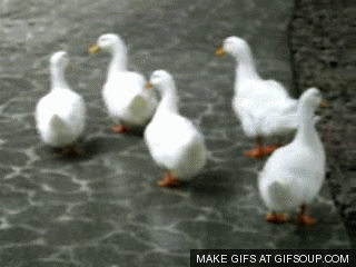 ducks GIF