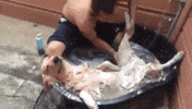 bath bathing GIF