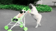 Dog Baby GIF